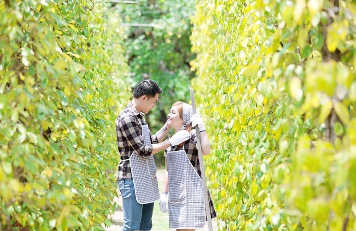 VƯỜN TIÊU PHÚ QUỐC
